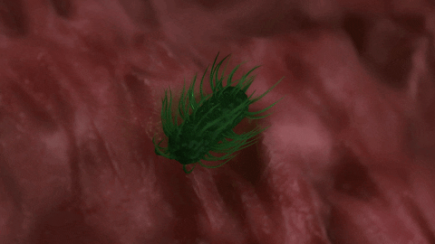 franciscosanchezcazeres giphyupload GIF