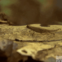 Wildlife Madagascar GIF by BBC America