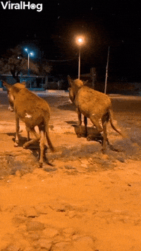 Donkeys Move in Perfect Unison