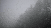 uviccampuslife forest mystery raven fog GIF
