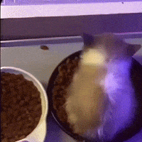 Cat Eating GIF