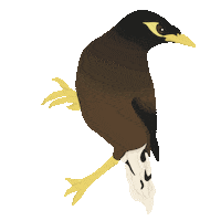 Myna Sticker by Coconut Girl Hawaii Shop