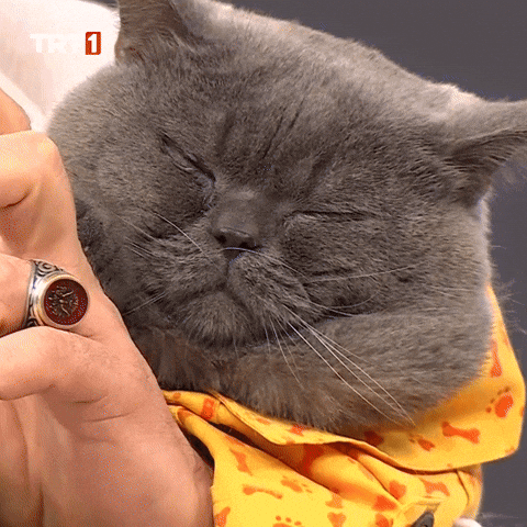 Good Morning What GIF by TRT