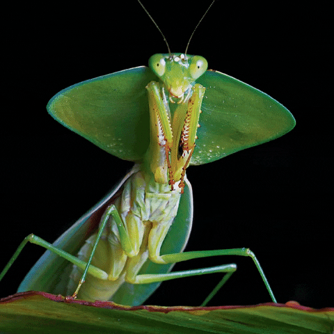 FreudSlip giphygifmaker GIF