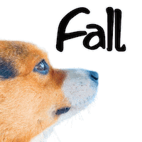 Fall Autumn Sticker