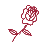 nikitaclothing flower rose nikita redrose Sticker