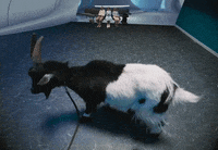 Dog Show GIF by Jazmin Bean