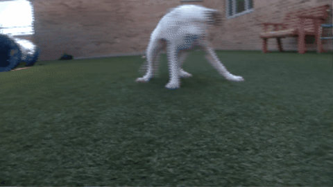 spencernews giphygifmaker GIF