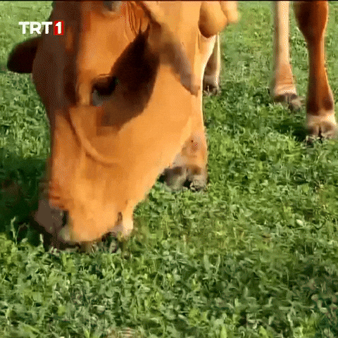 Hungry Weed GIF by TRT