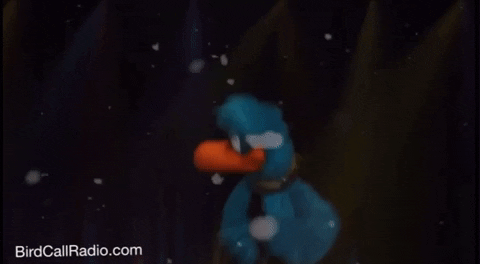 BirdCallRadio love happy dance funny GIF