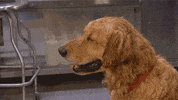 Heat Wave Dog GIF