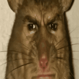 Mouse Rat GIF