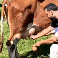 Milk Cow GIF by TRT