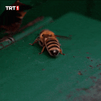 Friends Go GIF by TRT