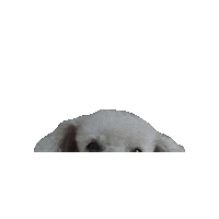 Dog Puppy Sticker