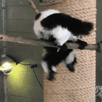 Lemur Dropping In GIF by Valley Zoo Development Society