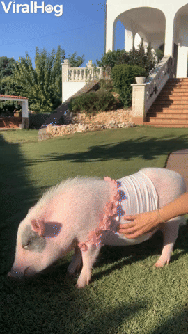 Roxy the Pig Gets Tickled and Falls to the Ground 