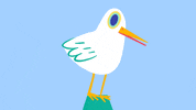 edacagilcaglarirmak dance dancing bird dancing bird GIF