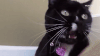 Black Cat GIF by MOST EXPENSIVEST
