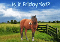 Horses Expressions GIF