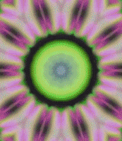 Magic Mushrooms Lsd GIF by Lucie Mullen