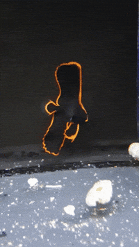 fish GIF
