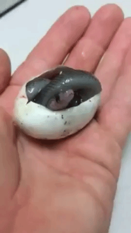 Baby Snake Says 'Hello World' With Epic Yawn