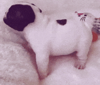 Pibble GIF