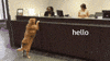 bank GIF