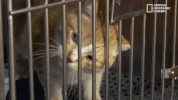 season 8 DRPOL GIF by Nat Geo Wild 
