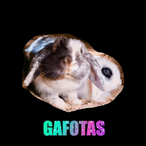 vistasreales giphygifmaker conejos conejitos gafotas GIF