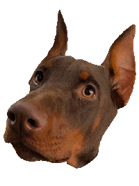 Good Dogs Goodest Boy Sticker by Boss K9