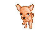 chihuahua STICKER