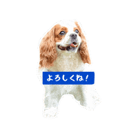Cavalierkingcharlesspaniel Sticker