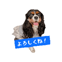 Cavalierkingcharlesspaniel Sticker