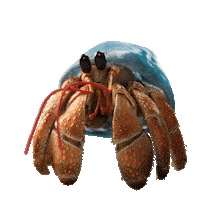 Hermit Crab What Sticker by JoinZuzu