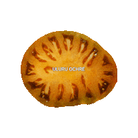 Tomatoes Sticker by Tomato Revolution seeds