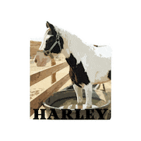 Horserescue Sticker by All Seated in a Barn