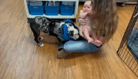 'Miracle' Bulldog Puppy Gleefully Greets Infant After Speedy Recovery