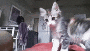 Wobo cat cool hand handshake GIF