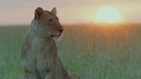 big cat yes GIF by BBC Earth