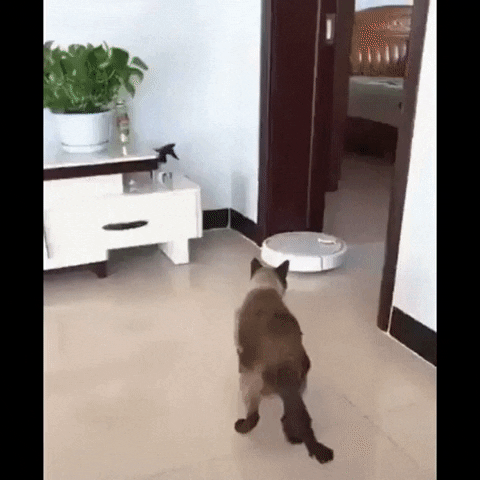 GifVif giphyupload gifvif cat and roomba GIF