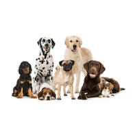 dogparentsindubai dog dogs dogsindubai petparentsuae Sticker