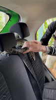 Snake Catcher Removes Carpet Python From Car
