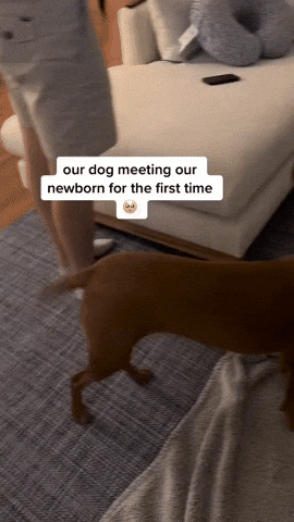 cuteanimalland giphyupload GIF