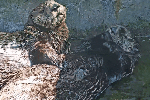 Sleepy Otter GIF by Marine Mammal Rescue