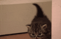 gatos GIF