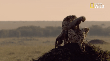 african cats big cat week GIF by Nat Geo Wild 