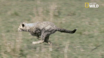 african cats big cat week GIF by Nat Geo Wild 