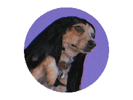 Dog Hello Sticker by giphystudios2022